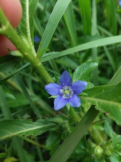 Hydrolea quadrivalvis, photographed by Will McFarland