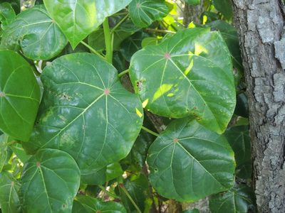 Hernandia nymphaeifolia, photographed by coenobita