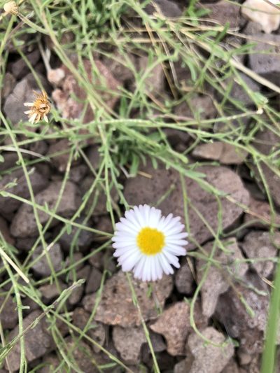 Erigeron tracyi, photographed by Jess Mullins