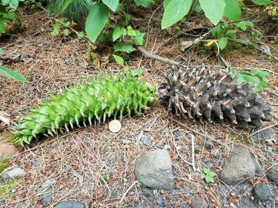 Pinus ayacahuite, photographed by Alan Rockefeller