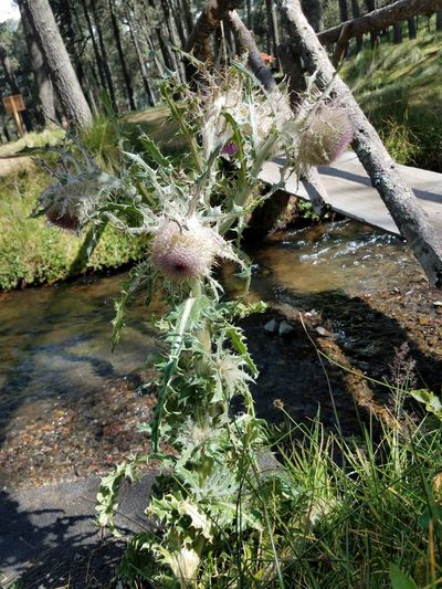 Cirsium nivale, photographed by Alan Rockefeller