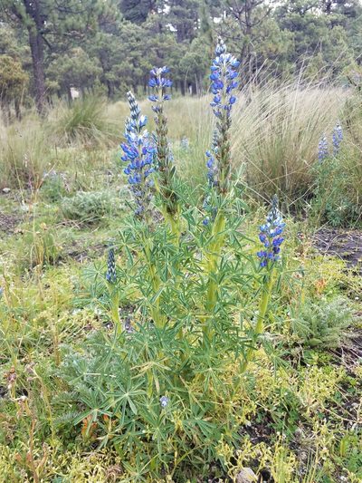 Lupinus aschenbornii, photographed by Alan Rockefeller