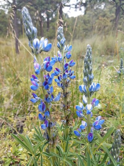 Lupinus aschenbornii, photographed by Alan Rockefeller