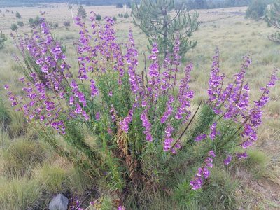 Penstemon gentianoides, photographed by Alan Rockefeller