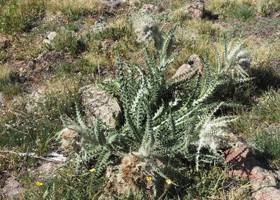 Cirsium eatonii, photographed by John G. Phillips