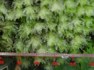 Schistochila repleta, photographed by Bruce Calvert