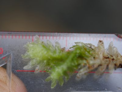 Schistochila repleta, photographed by Bruce Calvert