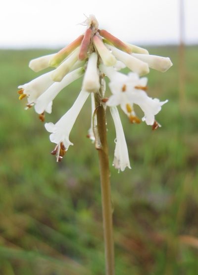 Kniphofia leucocephala, photographed by Suvarna Parbhoo Mohan