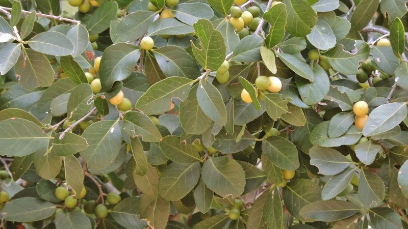 Elaeodendron schlechterianum, photographed by i_c_riddell