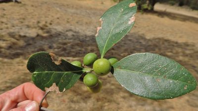 Elaeodendron schlechterianum, photographed by i_c_riddell