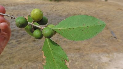 Elaeodendron schlechterianum, photographed by i_c_riddell