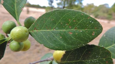 Elaeodendron schlechterianum, photographed by i_c_riddell