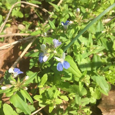Collinsia verna, photographed by theratgod