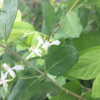 Lonicera morrowii, photographed by theratgod