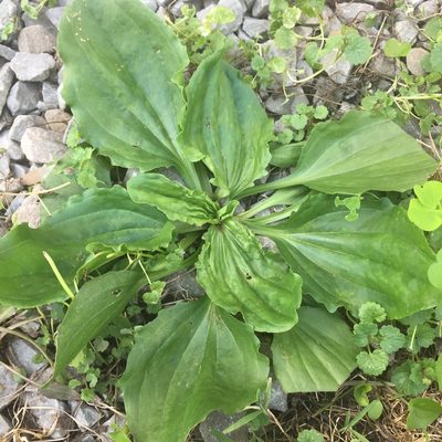 Plantago rugelii, photographed by theratgod