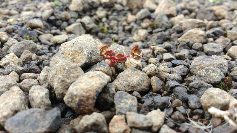 Koenigia islandica, photographed by Matt Pilkington