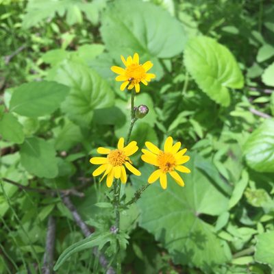 Packera aurea, photographed by theratgod