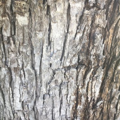 Acer saccharinum, photographed by theratgod