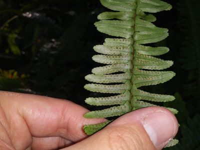 Nephrolepis exaltata, photographed by Daniel Estabrooks