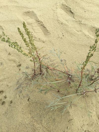 Artemisia campestris, photographed by Western Arctic Park Rangers