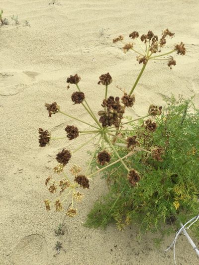 Cnidium cnidiifolium, photographed by Western Arctic Park Rangers