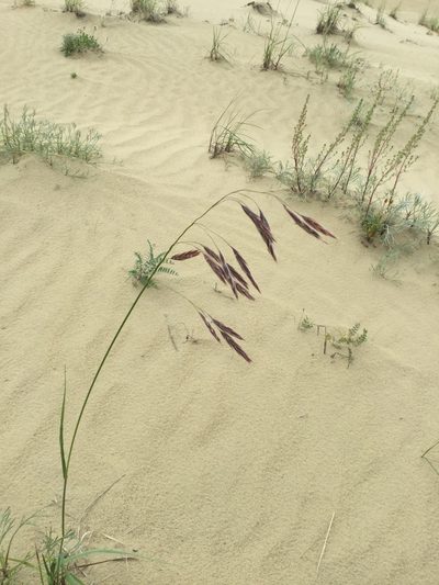 Bromus pumpellianus, photographed by Western Arctic Park Rangers