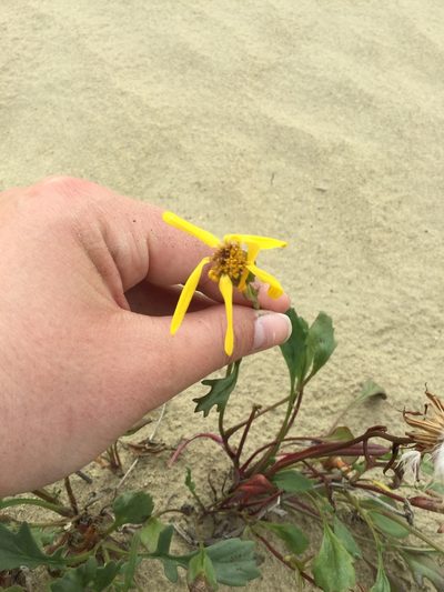 Packera cymbalaria, photographed by Western Arctic Park Rangers
