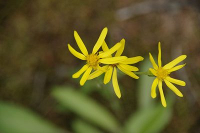 Senecio lugens, photographed by Eric Knight
