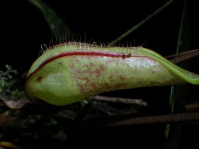 Nepenthes tentaculata, photographed by David Weisenbeck