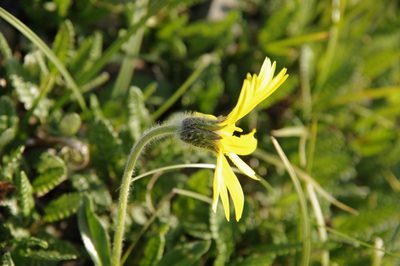 Arnica griscomii, photographed by Eric Knight