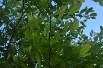 Erythroxylum coca, photographed by Danna Lizeth Guevara Prieto