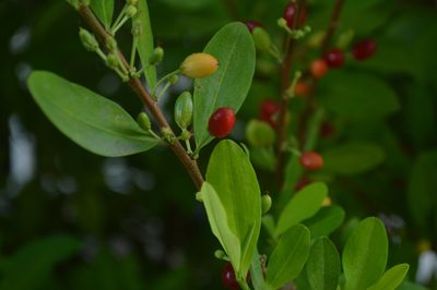 Erythroxylum coca, photographed by Danna Lizeth Guevara Prieto