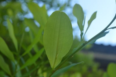 Erythroxylum coca, photographed by Danna Lizeth Guevara Prieto