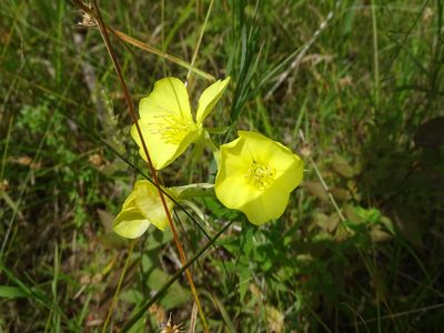 Oenothera oakesiana, photographed by Reuven Martin