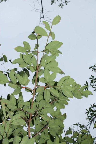 Erythroxylum mexicanum, photographed by Viacheslav Shalisko