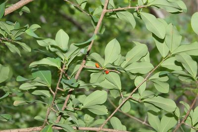 Erythroxylum mexicanum, photographed by Viacheslav Shalisko