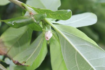 Jatropha standleyi, photographed by Viacheslav Shalisko