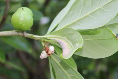 Jatropha standleyi, photographed by Viacheslav Shalisko
