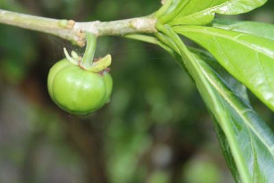 Jatropha standleyi, photographed by Viacheslav Shalisko