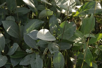 Salix barrattiana, photographed by Eric Knight