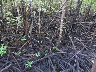 Rhizophora mucronata, photographed by Leonel Roget