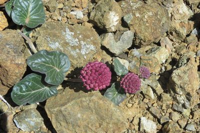 Asclepias solanoana, photographed by Scott Yarger