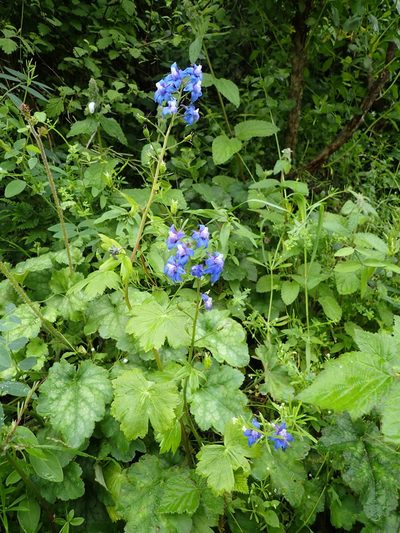 Delphinium bakeri, photographed by Scott Yarger