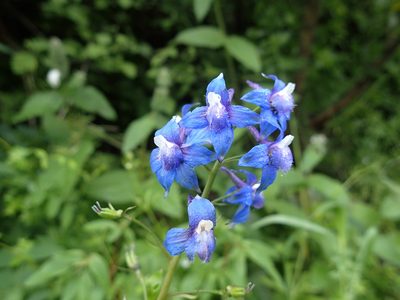 Delphinium bakeri, photographed by Scott Yarger