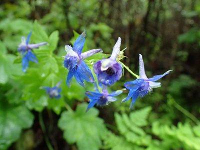Delphinium bakeri, photographed by Scott Yarger