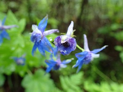 Delphinium bakeri, photographed by Scott Yarger
