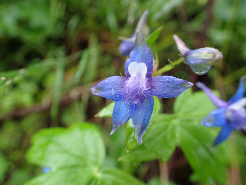 Delphinium bakeri, photographed by Scott Yarger