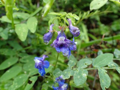 Delphinium bakeri, photographed by Scott Yarger