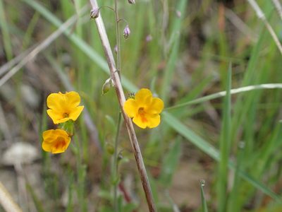 Amsinckia lunaris, photographed by Scott Yarger