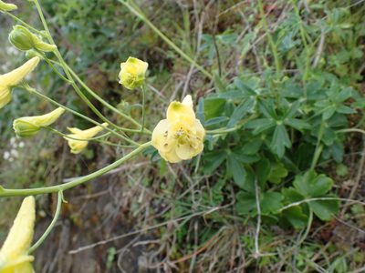 Delphinium luteum, photographed by Scott Yarger